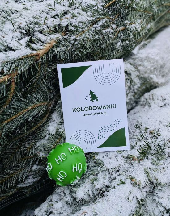 Jodła kaukaska Premium XL