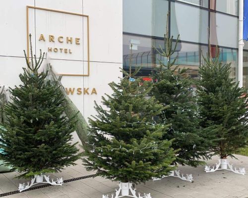 Sprzedaż Hurtowa Żywych Choinek